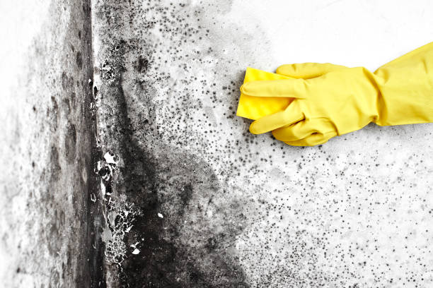 Trusted Nitro, WV Mold Removal Experts