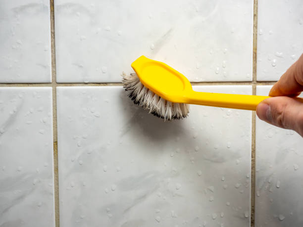 Best Best Mold Removal Companies  in Nitro, WV