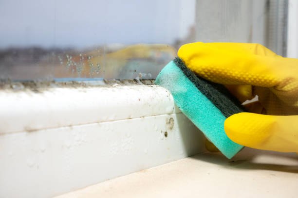 Best Mold Remediation  in Nitro, WV