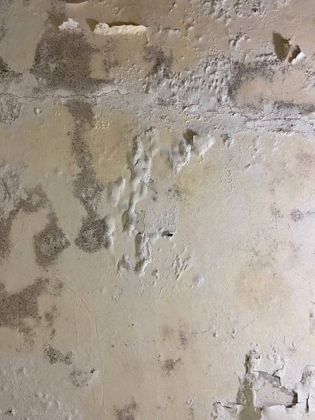 Best Local Mold Removal Service  in Nitro, WV