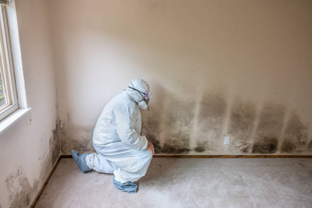 Best Mold Remediation  in Nitro, WV